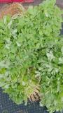 A few packs of organic methi picked today