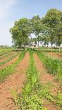 A good strength of Organic corn plant population