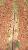 Bottle gourd seedlings just starting off