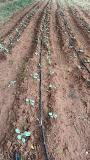 Cabbage saplings transplanted