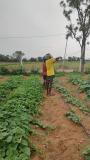 Creeper poles for organic ridgegourd setting up