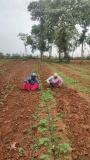 Daily manual weeding by women