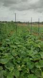 Disease free and healthy bushy plants of bottlegourd
