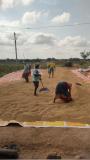 Drying Organic Paddy