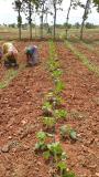 Early weeding in pumpkin