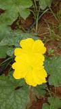 Flowering stage of sponge gourd