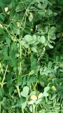 Fresh moringa leaf just harvested