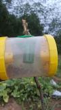 Fruitfly trap in organic muskmelon