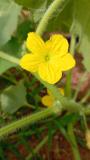 Gourd flowers bloom