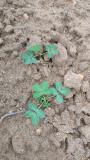 Groundnut is emerging slowly