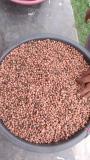 Groundnut seed treated with Rhizobium biofertilizer