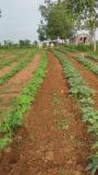 Guntaka weeding in organic veggies result