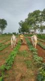Guntaka weeding in organic veggies