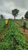 Harvesting the first organic gourds recently sown