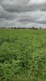 Jeeluga in organic paddy