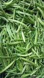 Just picked organic clusterbeans