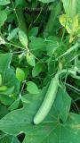 Look at the glory of our Organic bottle gourd