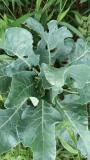 No curd formation in cauliflower