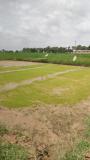 Organic Paddy nursery beginning to grow