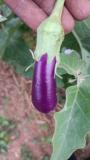 Organic Poduvu vankaya