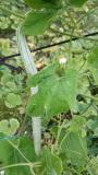 Organic Snake gourd at harvesting stage