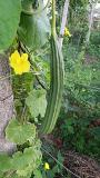 Organic beera fruit on the plant