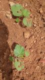 Organic bhendi seedlings being attacked by pest at night