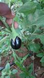 Organic black brinjals are here