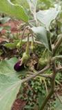 Organic brinjal fruiting