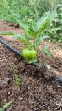 Organic capsicum early fruiting