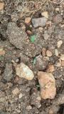 Organic jowar germinating