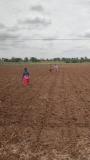 Organic millets sowing