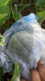 Organic muskmelon covered with fruit bag to avoid pest attack - super difficult to grow cantaloupe organically