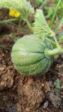 Organic muskmelon fruit formation