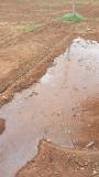 Organic onion nursery gets flood irrigation