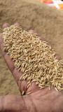 Organic paddy grain finally
