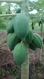 Organic papaya