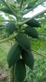 Organic papaya fruits status