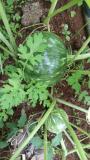 Organic pumpkin fruiting
