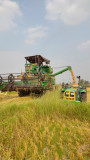 Organic rice harvest in progress