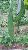 Organic ridge gourd