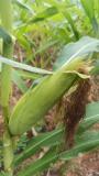 Organic sweet corn in the making