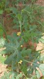Organic watermelon begins flowering