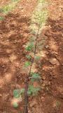 Organic watermelon seedlings emerging