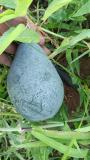Our organic watermelon is ready for harvesting