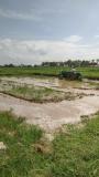 Preparing land for rice nursery