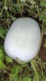 Pure health in organic Ash gourd