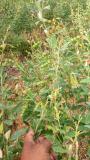Redgram pods at K farm