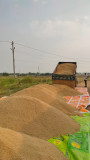 Rice harvested heaps