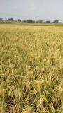 Rice ready to harvest